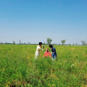 インドラジャスタン州ソジャトのヘナ畑
